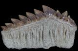 Fossil Cow Shark (Hexanchus) Tooth - Morocco #35015-1